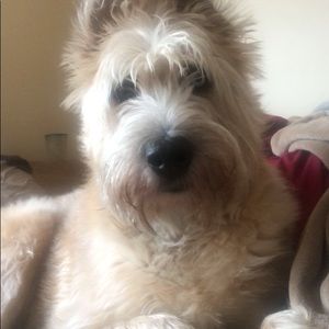 Meet your Posher, Bill